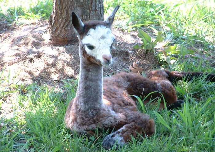 About Incamon Alpacas