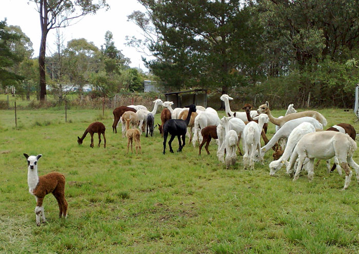 Alpacas For Sale