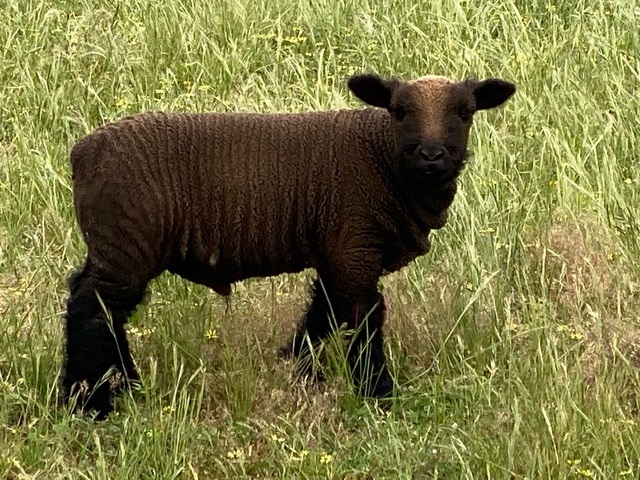 Black Babydoll Young Ram