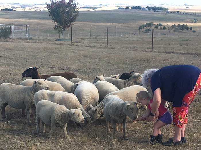 Babydoll sheep up close and friendly